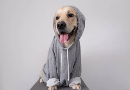 Dog Sweatshirt