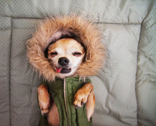 Dog Zip Coat w/Fur